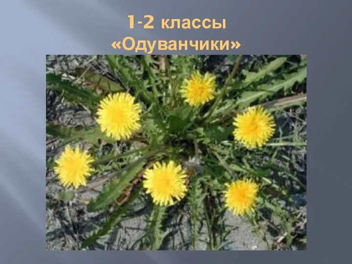 1-2 классы «Одуванчики»