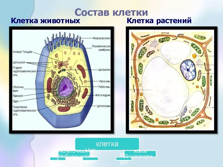 Состав клетки Клетка животных Клетка растений