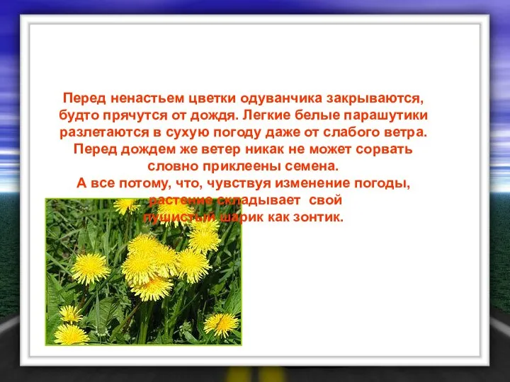 Перед ненастьем цветки одуванчика закрываются, будто прячутся от дождя. Легкие белые парашутики разлетаются