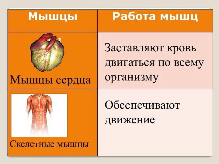Мышцы сердца Скелетные мышцы Заставляют кровь двигаться по всему организму Обеспечивают движение