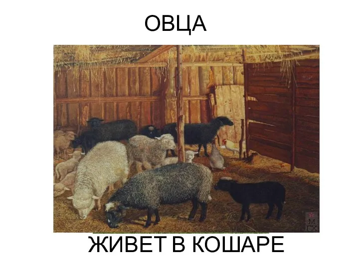 ОВЦА ЖИВЕТ В КОШАРЕ