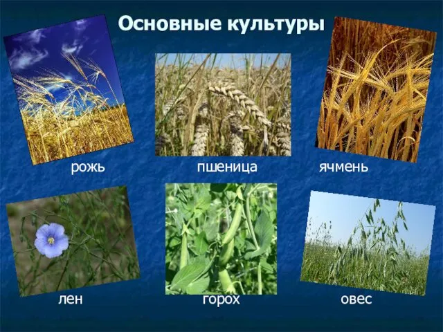 Основные культуры рожь пшеница ячмень лен горох овес