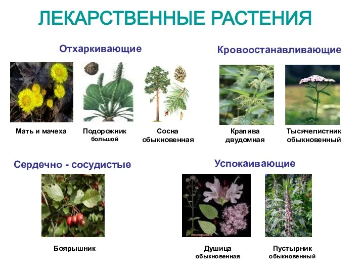 ЛЕКАРСТВЕННЫЕ РАСТЕНИЯ Отхаркивающие Кровоостанавливающие Мать и мачеха Подорожник большой Сосна