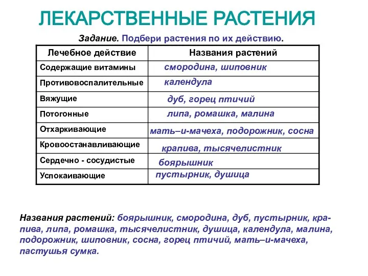 ЛЕКАРСТВЕННЫЕ РАСТЕНИЯ Задание. Подбери растения по их действию. Названия растений: