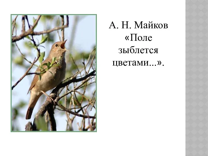 А. Н. Майков «Поле зыблется цветами...».