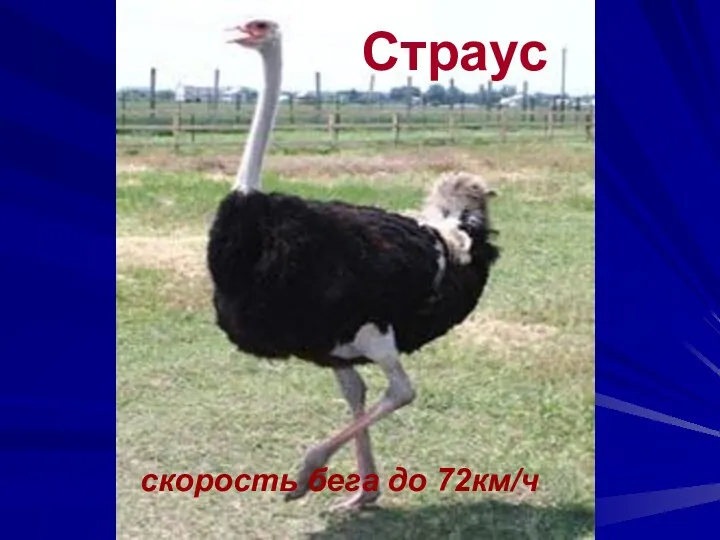 Страус скорость бега до 72км/ч