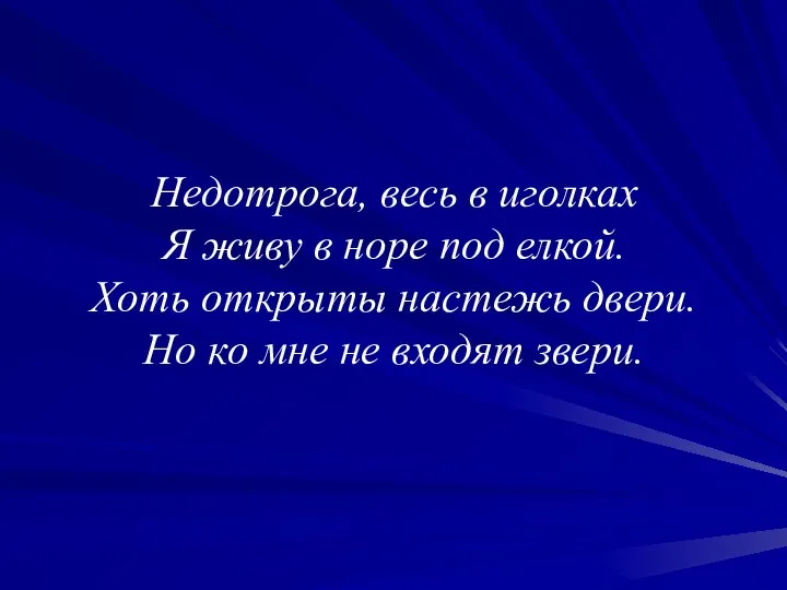 Недотрога, весь в иголках Я живу в норе под елкой.