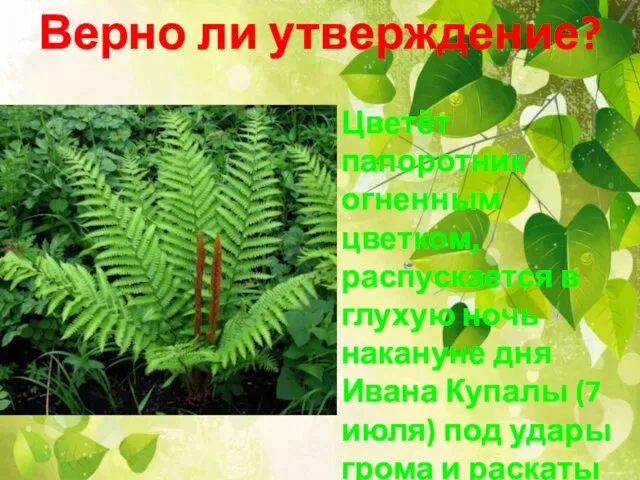 Верно ли утверждение? Цветёт папоротник огненным цветком, распускается в глухую