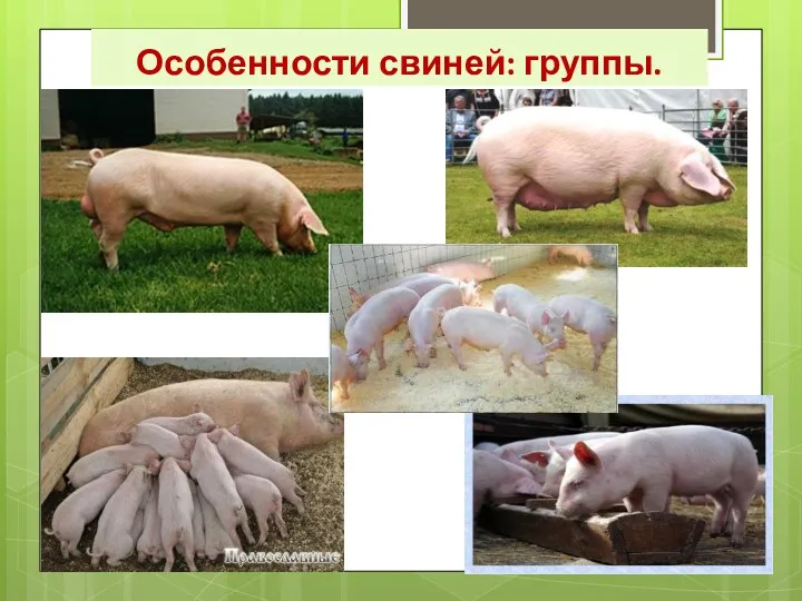 Особенности свиней: группы.