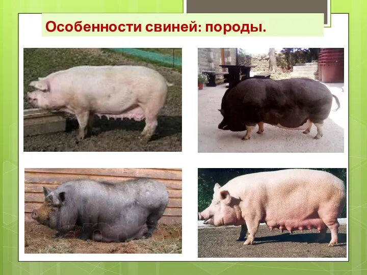 Особенности свиней: породы.