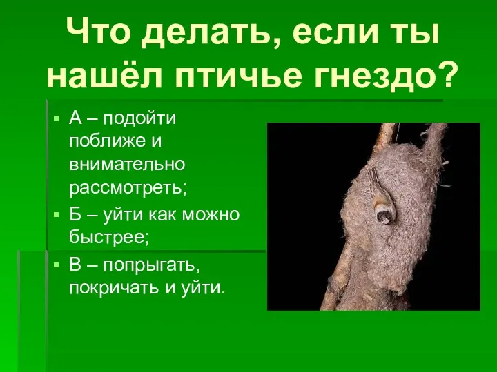 Что делать, если ты нашёл птичье гнездо? А – подойти поближе и внимательно