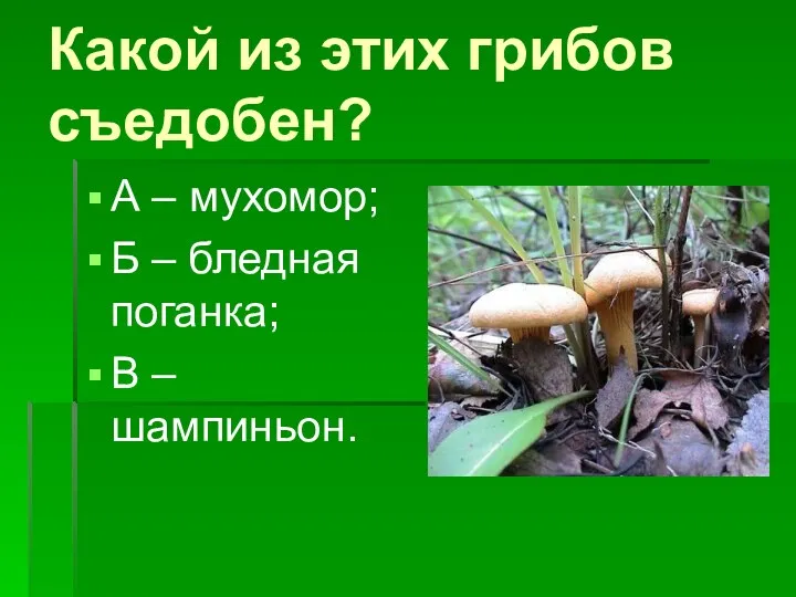 Какой из этих грибов съедобен? А – мухомор; Б – бледная поганка; В – шампиньон.