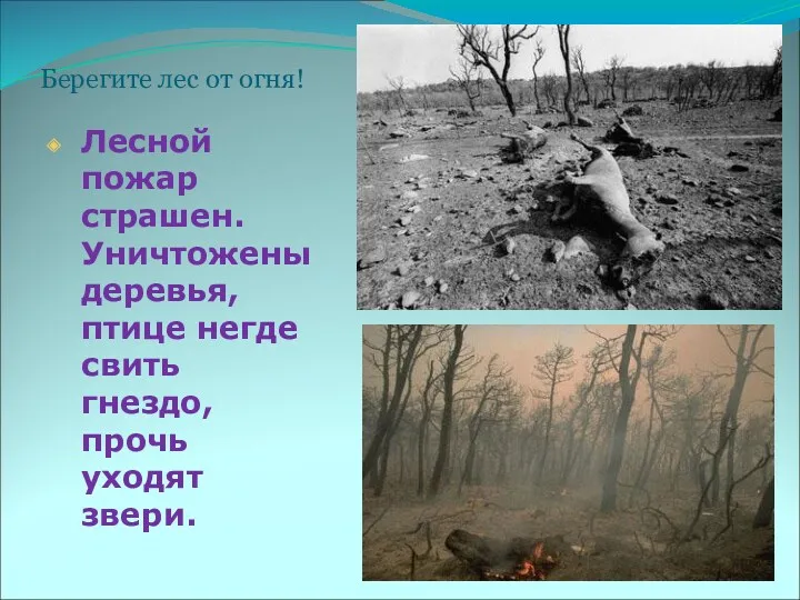 Берегите лес от огня! Лесной пожар страшен. Уничтожены деревья, птице негде свить гнездо, прочь уходят звери.