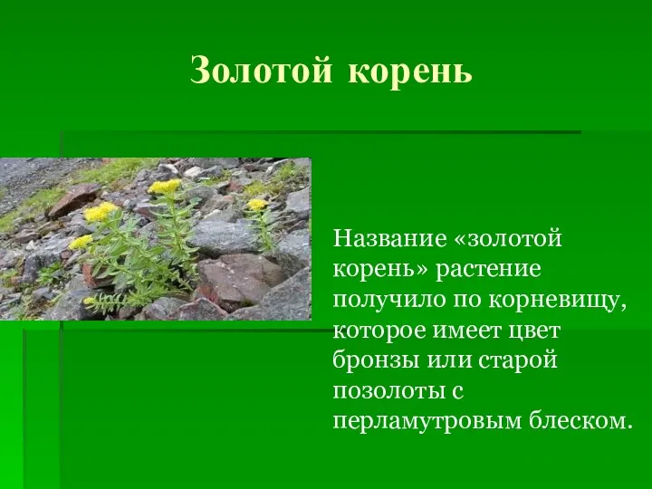 Золотой корень Название «золотой корень» растение получило по корневищу, которое