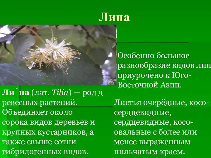 Липа Ли́па (лат. Tília) — род древесных растений. Объединяет около