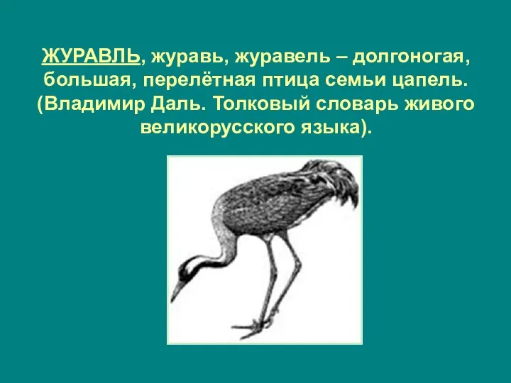 ЖУРАВЛЬ, журавь, журавель – долгоногая, большая, перелётная птица семьи цапель.