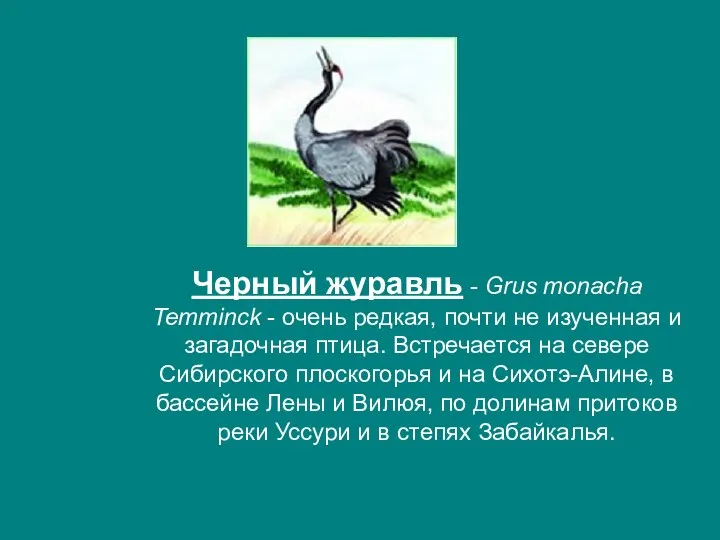 Черный журавль - Grus monacha Temminck - очень редкая, почти
