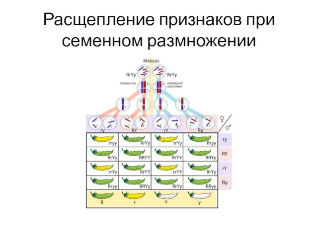 Расщепление признаков при семенном размножении