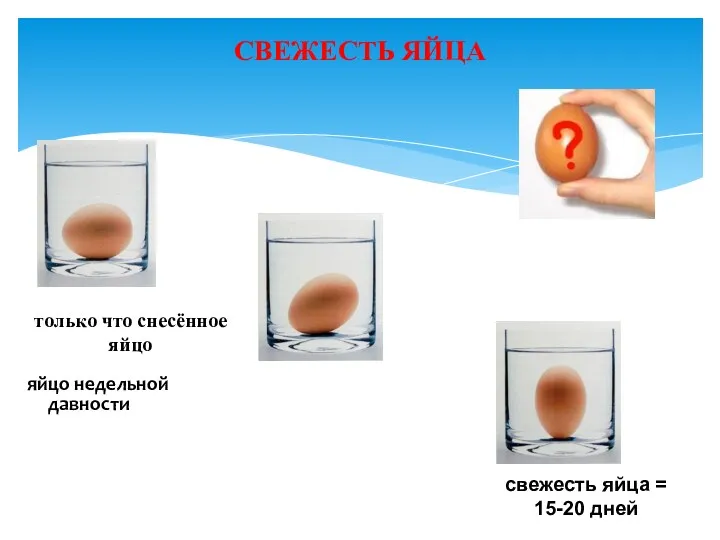 СВЕЖЕСТЬ ЯЙЦА яйцо недельной давности свежесть яйца = 15-20 дней только что снесённое яйцо