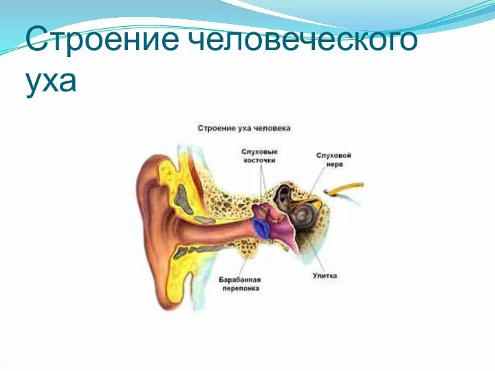 Строение человеческого уха