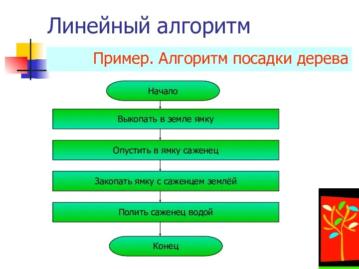 Линейный алгоритм Пример. Алгоритм посадки дерева