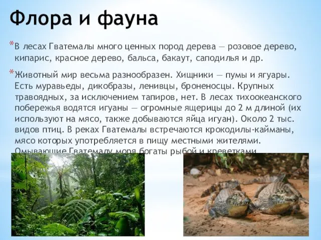 Флора и фауна В лесах Гватемалы много ценных пород дерева