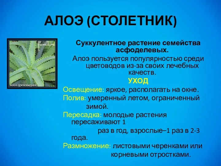АЛОЭ (СТОЛЕТНИК) Суккулентное растение семейства асфоделевых. Алоэ пользуется популярностью среди