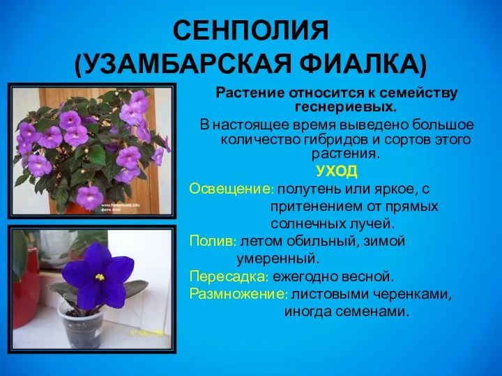 Растение относится к семейству геснериевых. В настоящее время выведено большое