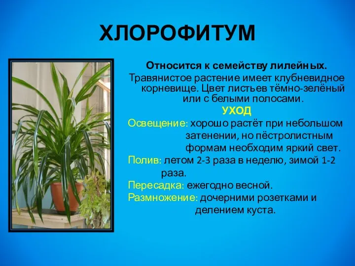 ХЛОРОФИТУМ Относится к семейству лилейных. Травянистое растение имеет клубневидное корневище.