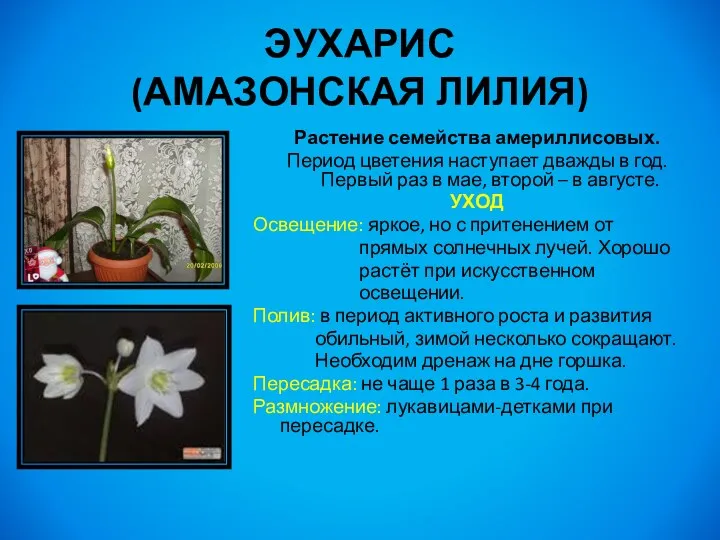 Растение семейства америллисовых. Период цветения наступает дважды в год. Первый