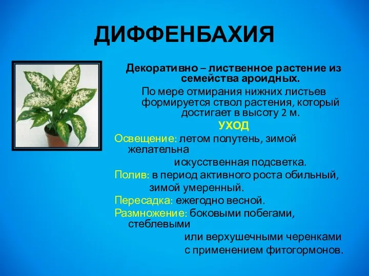 ДИФФЕНБАХИЯ Декоративно – лиственное растение из семейства ароидных. По мере