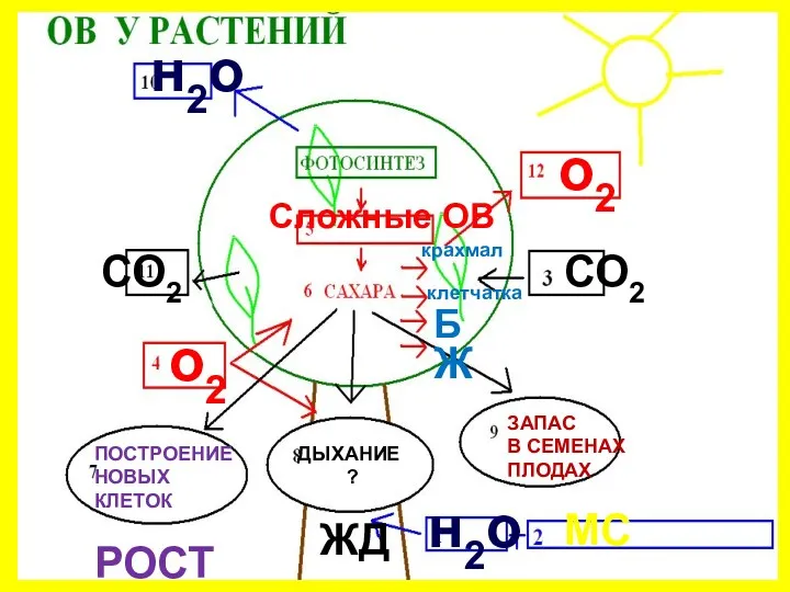 н2о МС СО2 о2 Сложные ОВ крахмал клетчатка Б Ж