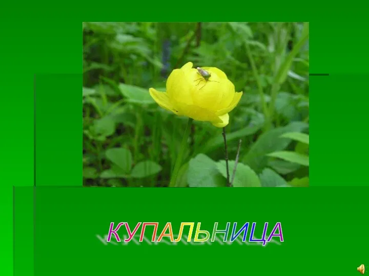 КУПАЛЬНИЦА