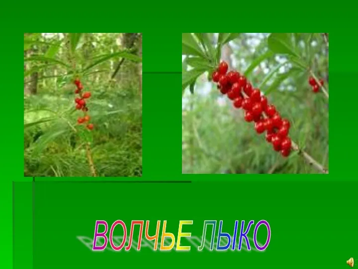 ВОЛЧЬЕ ЛЫКО