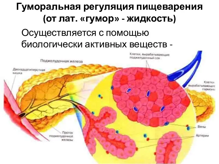 Гуморальная регуляция пищеварения (от лат. «гумор» - жидкость) Осуществляется с помощью биологически активных веществ - гормонов