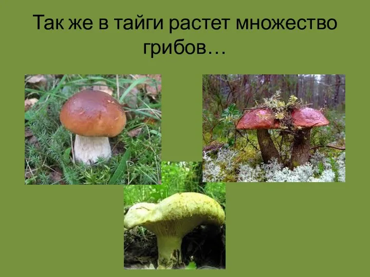 Так же в тайги растет множество грибов…
