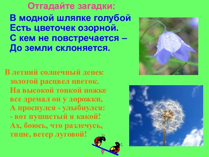 Отгадайте загадки: В модной шляпке голубой Есть цветочек озорной. С