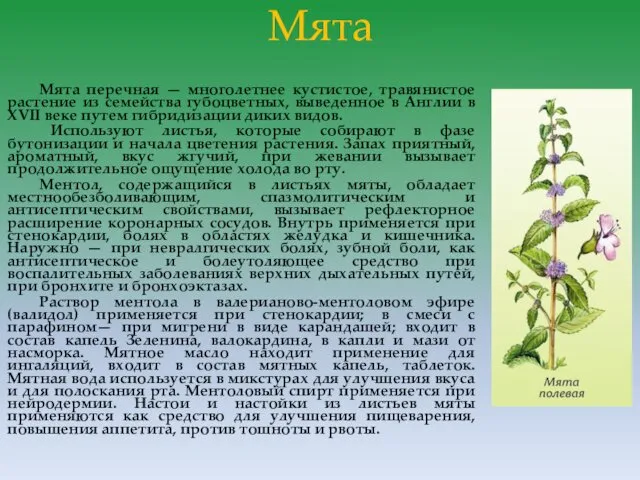 Мята Мята перечная — многолетнее кустистое, травянистое растение из семейства губоцветных, выведенное в