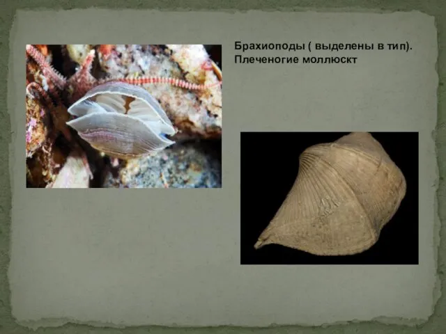 Брахиоподы ( выделены в тип). Плеченогие моллюскт