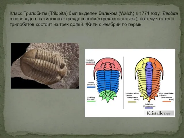 Класс Трилобиты (Trilobita) был выделен Вальхом (Walch) в 1771 году. Trilobita в переводе