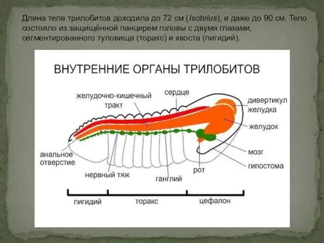 Длина тела трилобитов доходила до 72 см (Isotelus), и даже до 90 см.