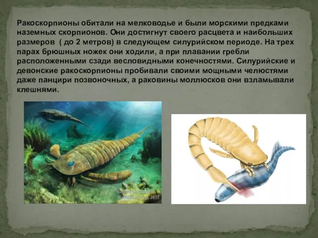 Ракоскорпионы обитали на мелководье и были морскими предками наземных скорпионов. Они достигнут своего