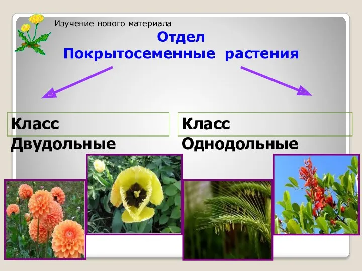 Класс Двудольные Класс Однодольные Изучение нового материала Отдел Покрытосеменные растения