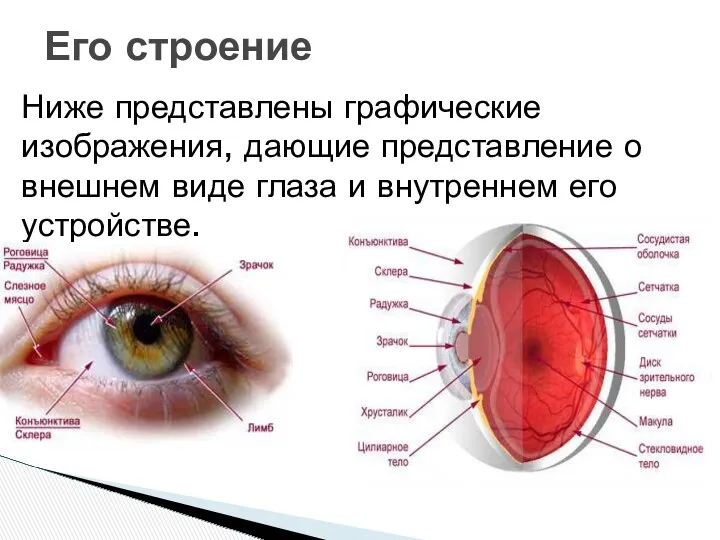 Ниже представлены графические изображения, дающие представление о внешнем виде глаза и внутреннем его устройстве. Его строение