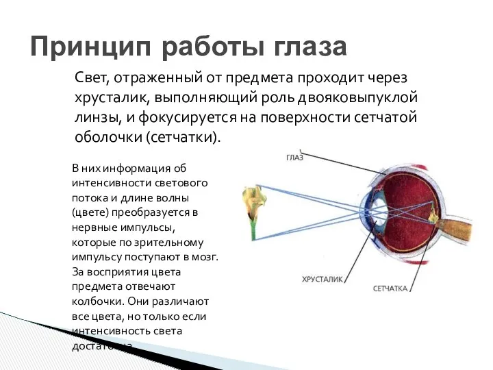 Принцип работы глаза Свет, отраженный от предмета проходит через хрусталик,