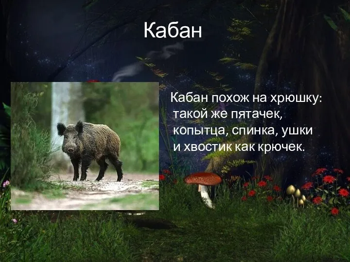 Кабан Кабан похож на хрюшку: такой же пятачек, копытца, спинка, ушки и хвостик как крючек.