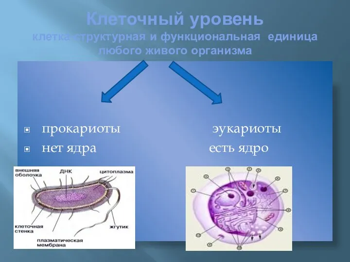 Клеточный уровень клетка-структурная и функциональная единица любого живого организма прокариоты эукариоты нет ядра есть ядро