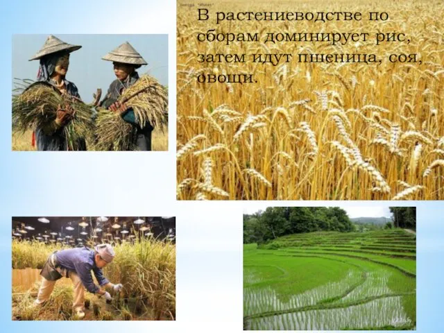 В растениеводстве по сборам доминирует рис, затем идут пшеница, соя, овощи.