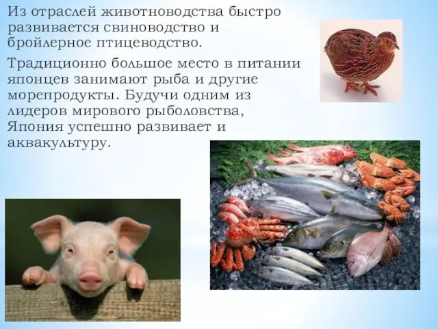 Из отраслей животноводства быстро развивается свиноводство и бройлерное птицеводство. Традиционно