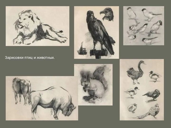 Зарисовки птиц и животных.